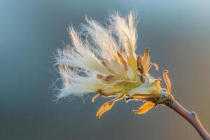 Delicate plant with fluffy seed pod against a blurred background. photo