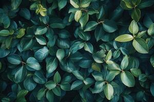 Lush green leaves creating a vibrant natural pattern. photo