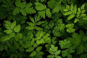 Lush green leaves creating a vibrant natural pattern. photo