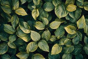 Lush green leaves creating a vibrant natural pattern. photo