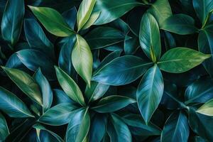 Lush green leaves creating a vibrant natural pattern. photo