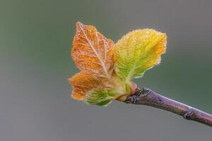 Fresh green and orange leaves emerging from a twig. photo