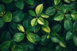 Lush green leaves creating a vibrant natural pattern. photo
