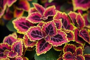 Vibrant leaves with striking colors and patterns. photo