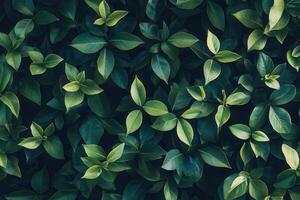 Lush green leaves creating a vibrant, natural backdrop. photo