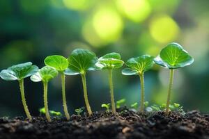 Young seedlings growing in rich soil with blurred background. photo