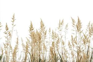 Dried grass against a white background. photo