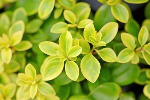 Close-up of vibrant green and yellow plant leaves. photo