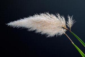 Elegant pampas grass against a dark background. photo