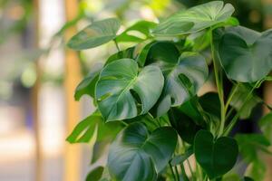 Lush green Monstera leaves with unique cutouts. photo