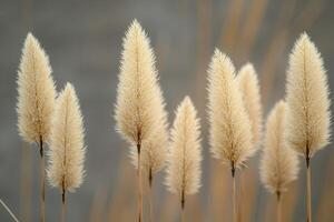 Soft, golden grasses swaying in a gentle breeze. photo