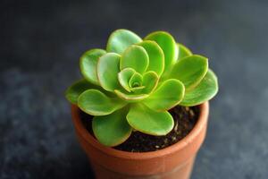 A vibrant green succulent in a clay pot. photo