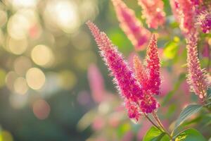 Vibrant pink flowers in soft-focus background. photo