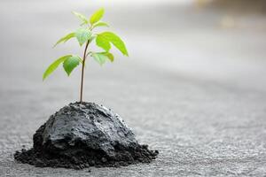 A small plant growing from a rocky surface. photo