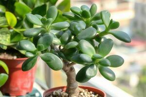 A small jade plant in a pot by the window. photo