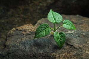 A small green plant growing on a rocky surface. photo