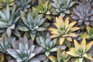A variety of colorful succulents in a garden setting. photo