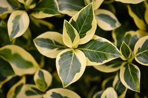 Close-up of variegated green and yellow leaves. photo