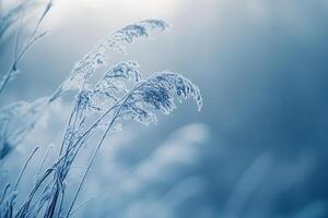 Frost-covered grass swaying in a tranquil blue atmosphere. photo