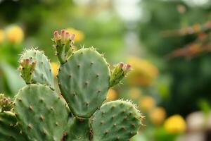 Close-up of a cactus with budding flowers and blurred background. photo