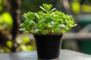 A vibrant green succulent in a black pot. photo