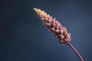Close-up of a plant stem with a textured flower spike. photo