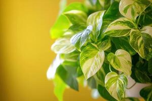 Lush green leaves with variegated patterns against a yellow backdrop. photo
