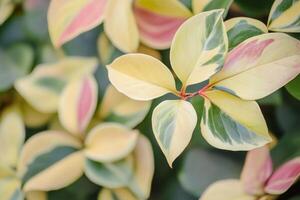 Close-up of colorful leaves with a variegated pattern. photo