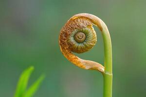 Close-up of a fern frond unfurling. photo