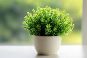 Small green potted plant on a bright background. photo