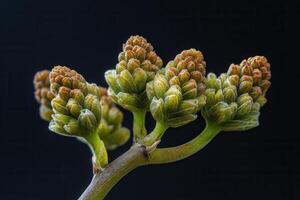 Close-up of budding plant growth against a dark background. photo