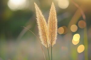 Two golden pampas grass plumes in soft sunlight. photo