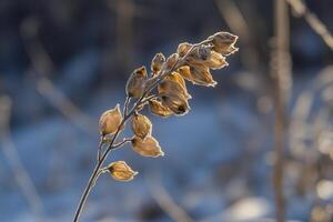 A close-up of dried plant pods illuminated by sunlight. photo