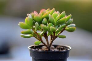 A small succulent plant in a black pot. photo