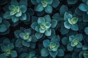 Aerial view of lush, green succulent plants. photo
