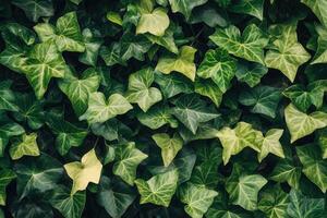 Lush green ivy leaves creating a vibrant natural backdrop. photo