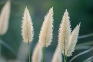 Delicate white grass plumes against a soft background. photo
