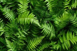 Lush green ferns creating a vibrant natural backdrop. photo
