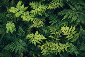 Lush green ferns creating a vibrant forest floor. photo
