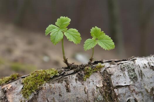Two green seedlings growing on a fallen log. photo
