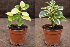 Two potted plants showcasing different leaf patterns. photo