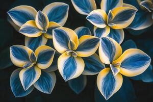 Vibrant blue and yellow patterned leaves. photo