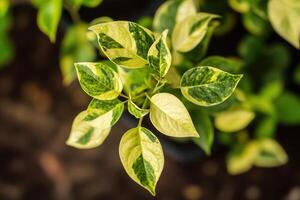 Variegated plant leaves with green and yellow patterns. photo