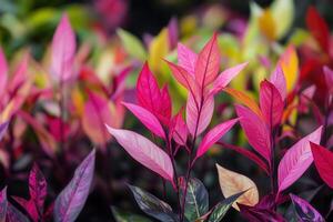 vibrante follaje exhibiendo vistoso hojas en un jardín. foto