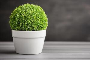 Green spherical plant in a white pot on a table. photo