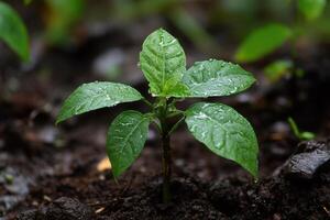 Young plant with raindrops on leaves in rich soil. photo