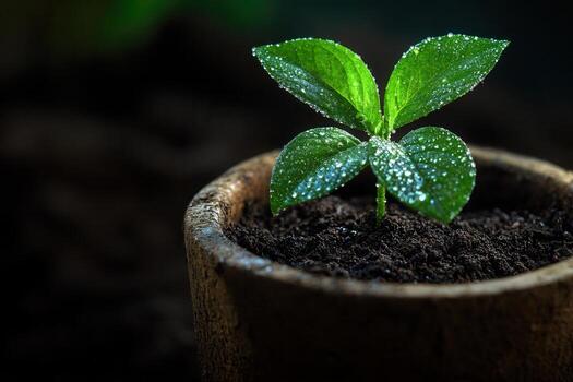 A young plant sprouting in a pot with droplets of water. photo