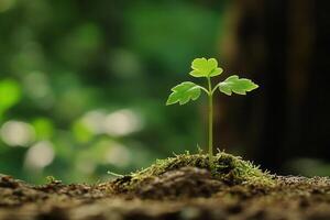 A young plant sprouting from the ground in a lush environment. photo
