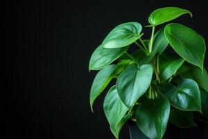 Lush green plant against a dark background. photo