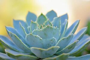 Close-up of a succulent plant with layered leaves. photo